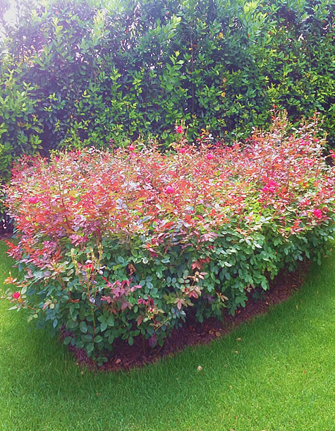 piante da esterno piacenza, piante da interno piacenza, fiori artificiali piacenza