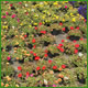 Produzione fiori e piante in serra e in pieno campo